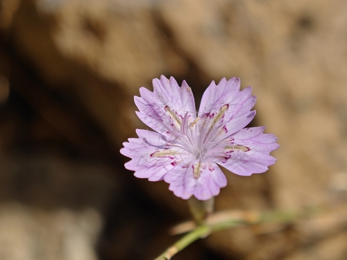 Image of Dianthus strictus by (c) Marios Thoma, some rights reserved (CC BY)