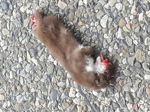 Least Weasel, De Marne, NL-GR, NL, photo 6 of 10