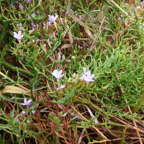 Image of Limonium scabrum by (c) Henry de Lange, some rights reserved (CC BY)