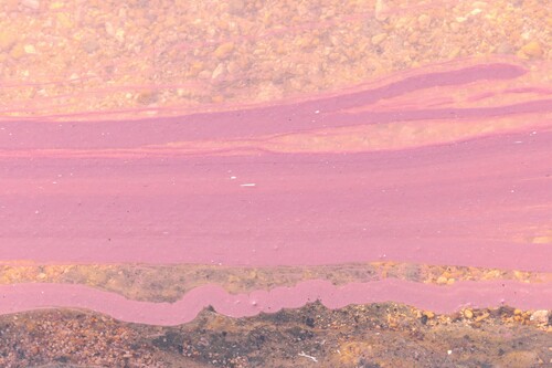 Planktothrix rubescens observed 2024-01-31