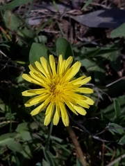 Crepis sancta