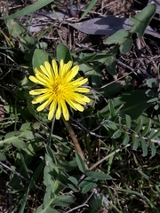 Crepis sancta