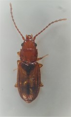 Notolaemus