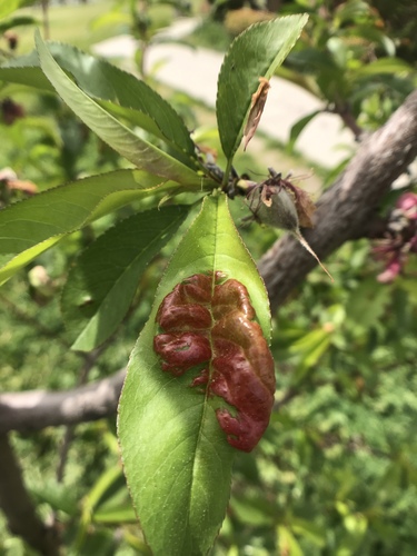 Peach Leaf Curl