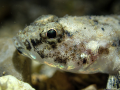 Pomatoschistus marmoratus