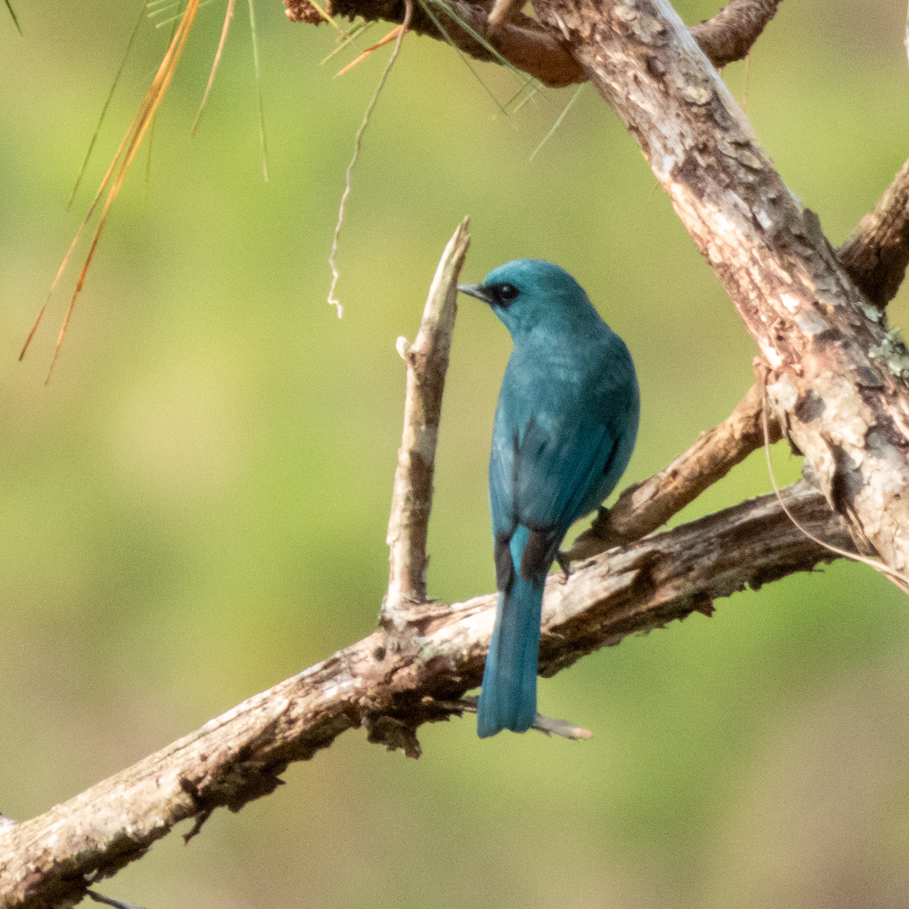Verditer Flycatcher