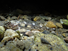 Pomatoschistus marmoratus