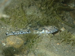 Pomatoschistus marmoratus