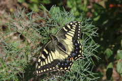Papilio hospiton
