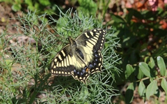 Papilio hospiton