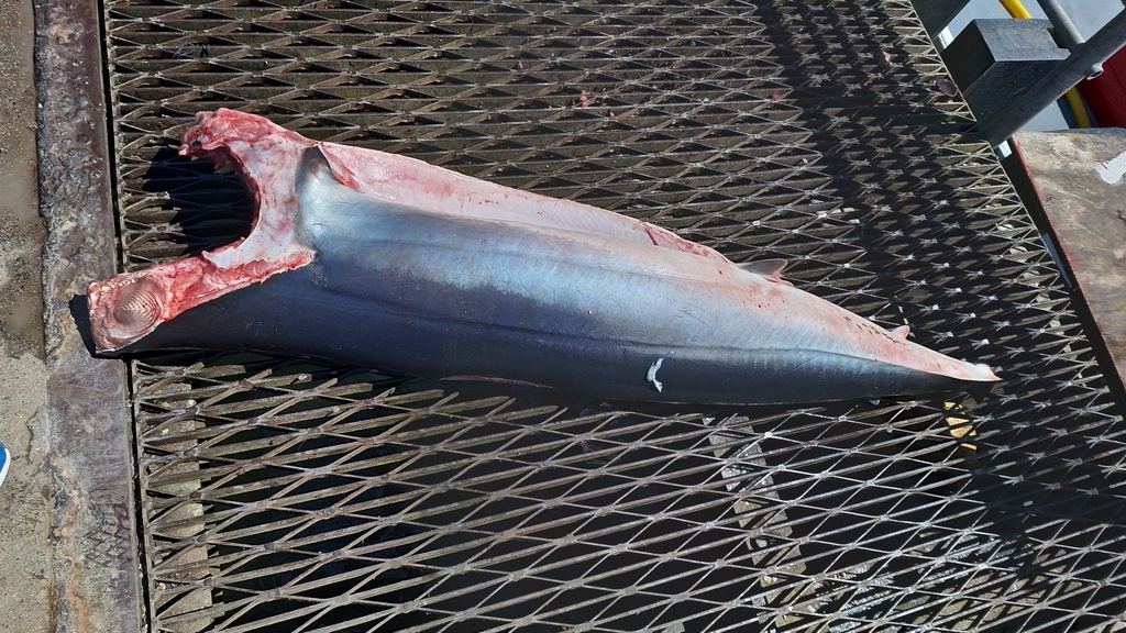 Shortfin Mako in January 2024 by Rodrigo Pedrero · iNaturalist