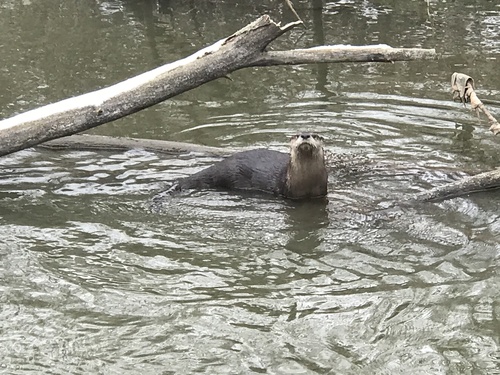 North American River Otter photographed in Ohio