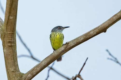 Spotted Tody-Flycatcher