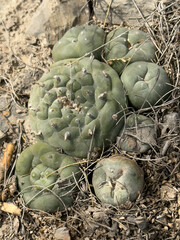 © Joseph Scheer, some rights reserved (CC-BY-NC)