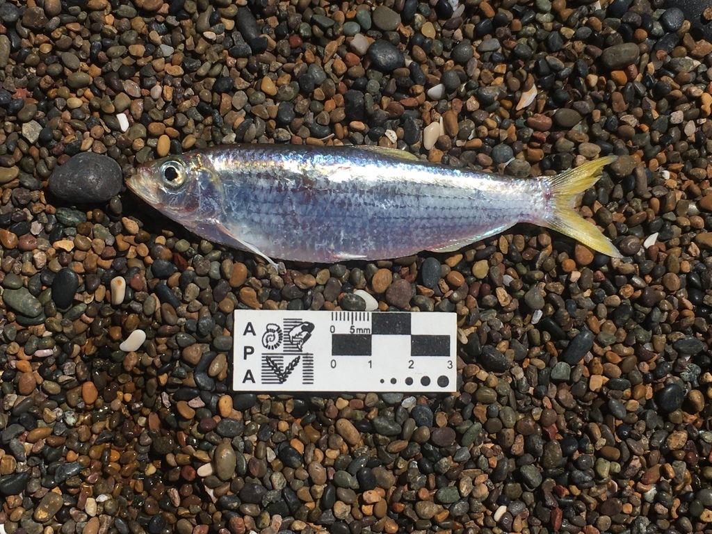 Jenyns's sprat (Ramnogaster arcuata) — Clupeidae