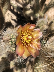 Cylindropuntia wolfii