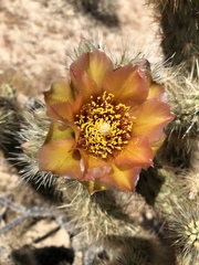 Cylindropuntia wolfii