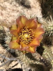 Cylindropuntia wolfii