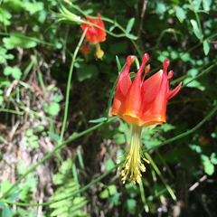 Aquilegia eximia