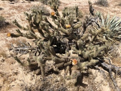 Cylindropuntia wolfii