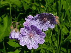 Geranium tuberosum