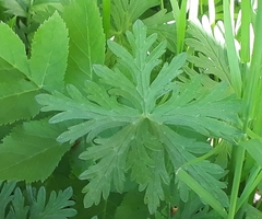 Geranium tuberosum