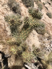 Cylindropuntia wolfii