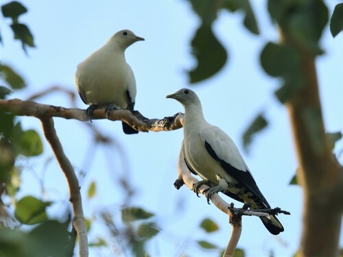 Torresian Imperial Pigeon
