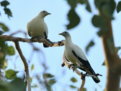 Torresian Imperial Pigeon