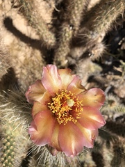 Cylindropuntia wolfii
