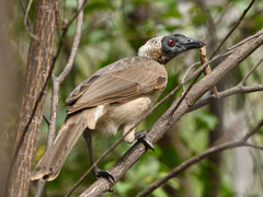 Helmeted Friarbird photo 3