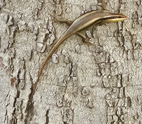 Wahlberg’s Striped Skink