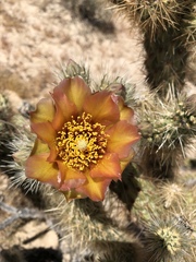Cylindropuntia wolfii