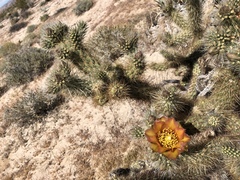 Cylindropuntia wolfii