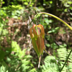 Aquilegia eximia