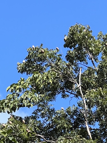 Swietenia × aubrevilleana, photograph 2