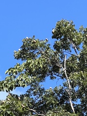 author not stated, no rights reserved Swietenia × aubrevilleana, photograph author not stated, no rights reserved