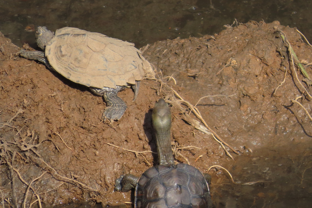 Mediterranean Pond Turtle from 2660 Frielas, Portugal on January 31 ...