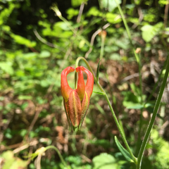 Aquilegia eximia
