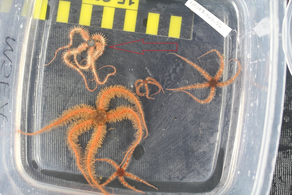 Brittle star (OTU EO01) (Seamounts of Canada's Large Offshore Pacific