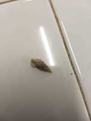 Melanoides tuberculata