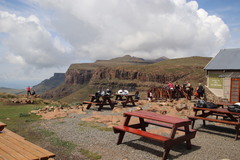 Kniphofia caulescens