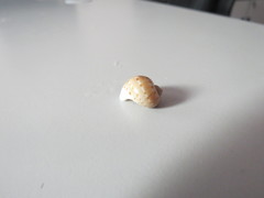 Naticarius alapapilionis