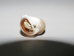 Naticarius alapapilionis