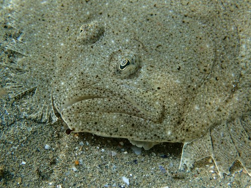 Scophthalmus rhombus