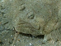 Scophthalmus rhombus