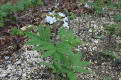Cardamine heptaphylla