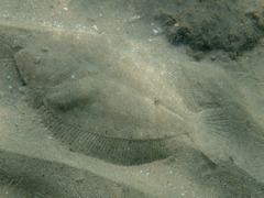 Scophthalmus rhombus