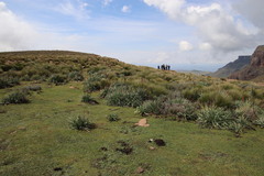 Kniphofia caulescens