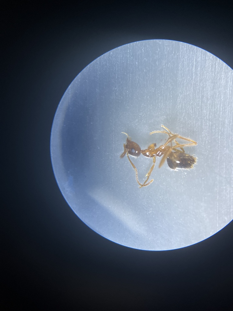 Ants from Twin Lakes Country Park, Eastchester, NY, US on December 30 ...